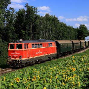 Rote Diesellok zieht grüne Waggons und fährt an einem blühenden Sonnenblumenfeld vorbei