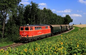 Rote Diesellok zieht grüne Waggons und fährt an einem blühenden Sonnenblumenfeld vorbei