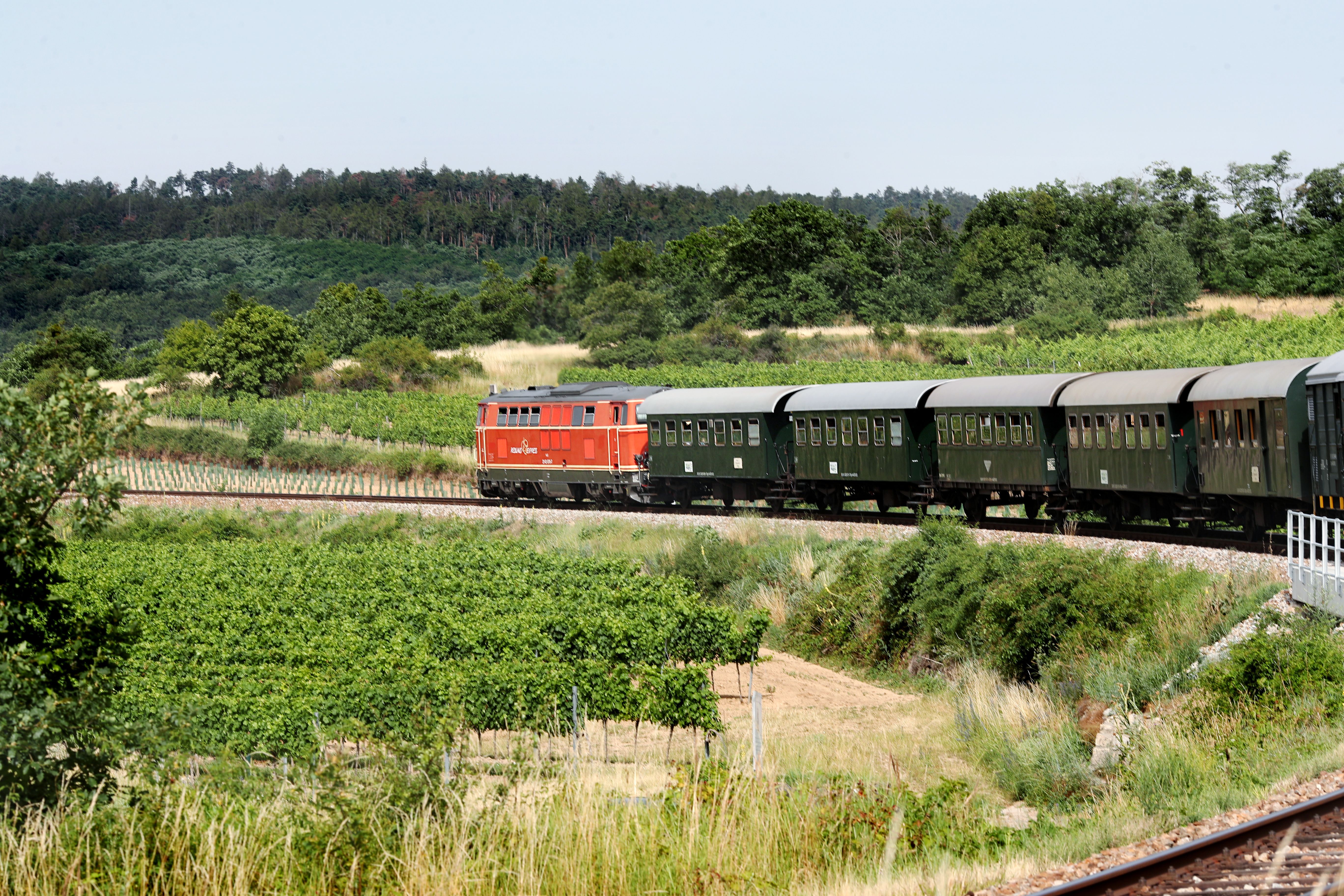 Nostalgischer Zug mit roter Lok fährt vorbei an Weinreben