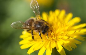 Biene auf Blume